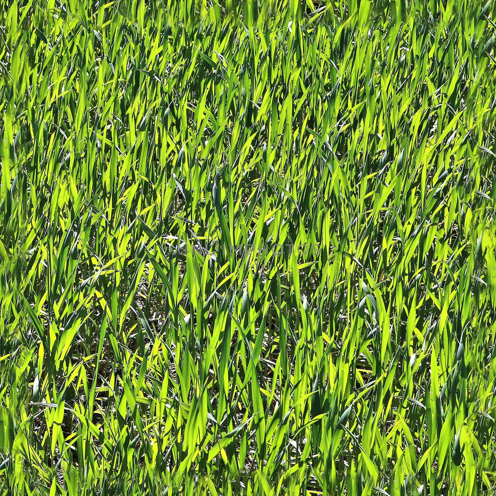 Photo realistic seamless grass texture in high resolution with more than 6 megapixel