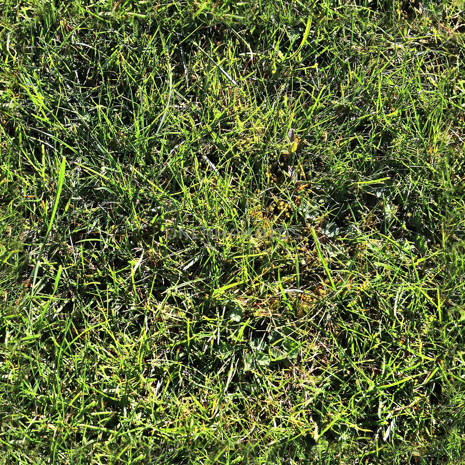 Photo realistic seamless grass texture in high resolution with more than 6 megapixel