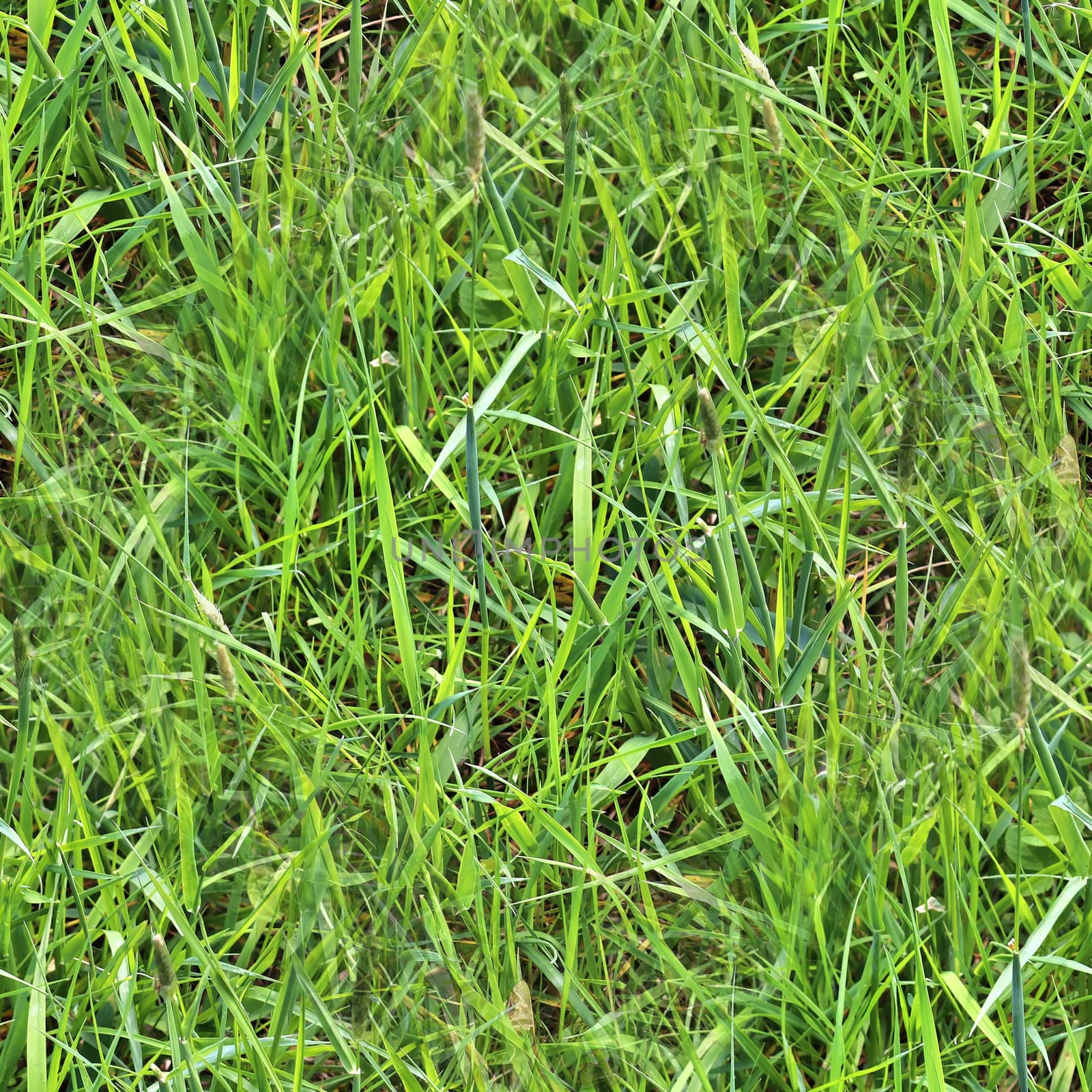 Photo realistic seamless grass texture in high resolution with more than 6 megapixel