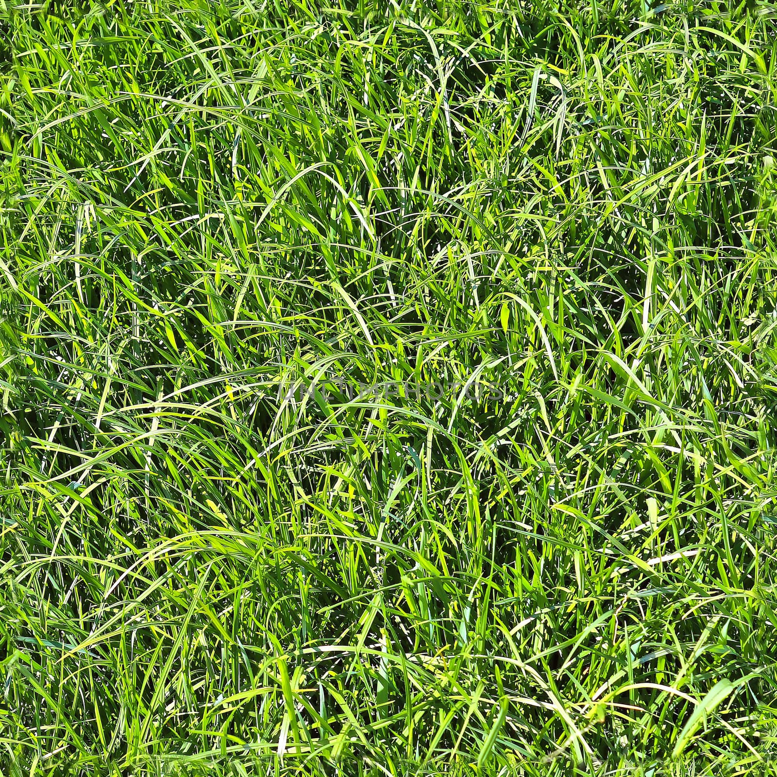 Photo realistic seamless grass texture in high resolution with more than 6 megapixel