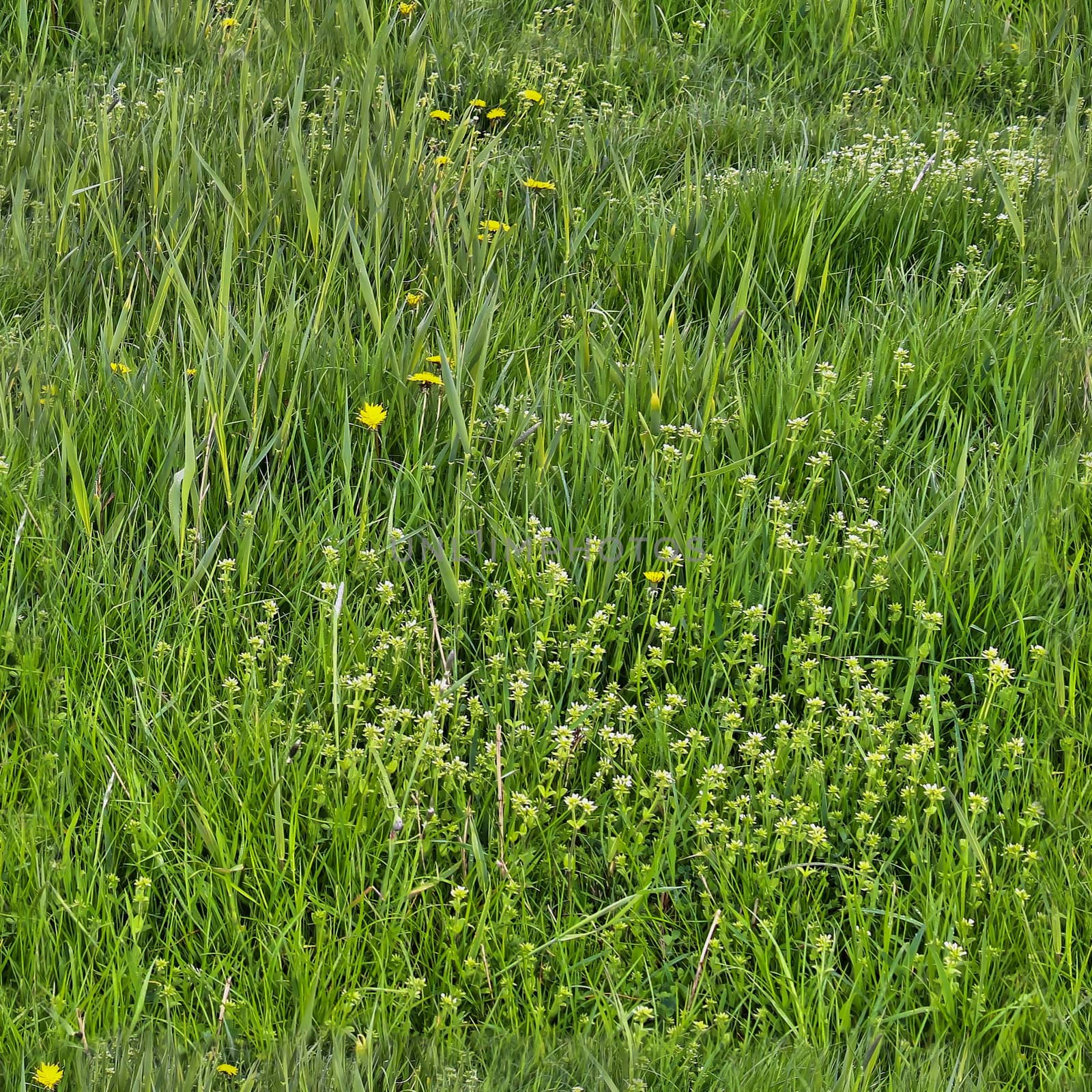 Photo realistic seamless grass texture in high resolution with more than 6 megapixel