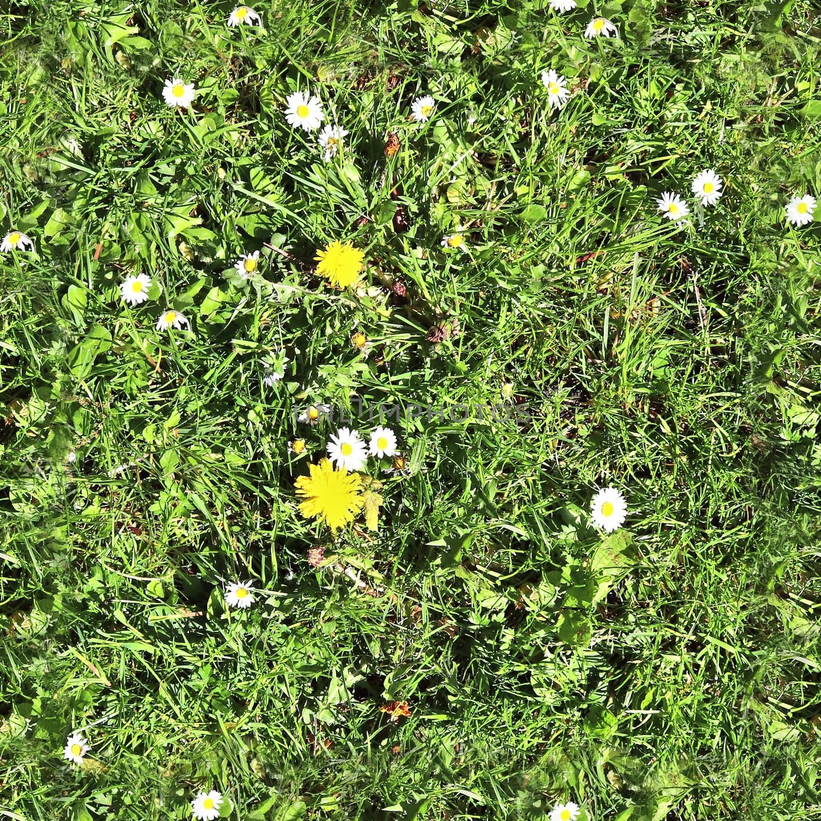 Photo realistic seamless grass texture in high resolution with more than 6 megapixel