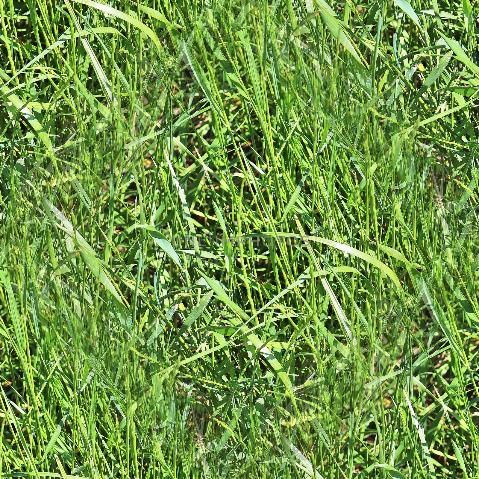 Photo realistic seamless grass texture in high resolution with more than 6 megapixel