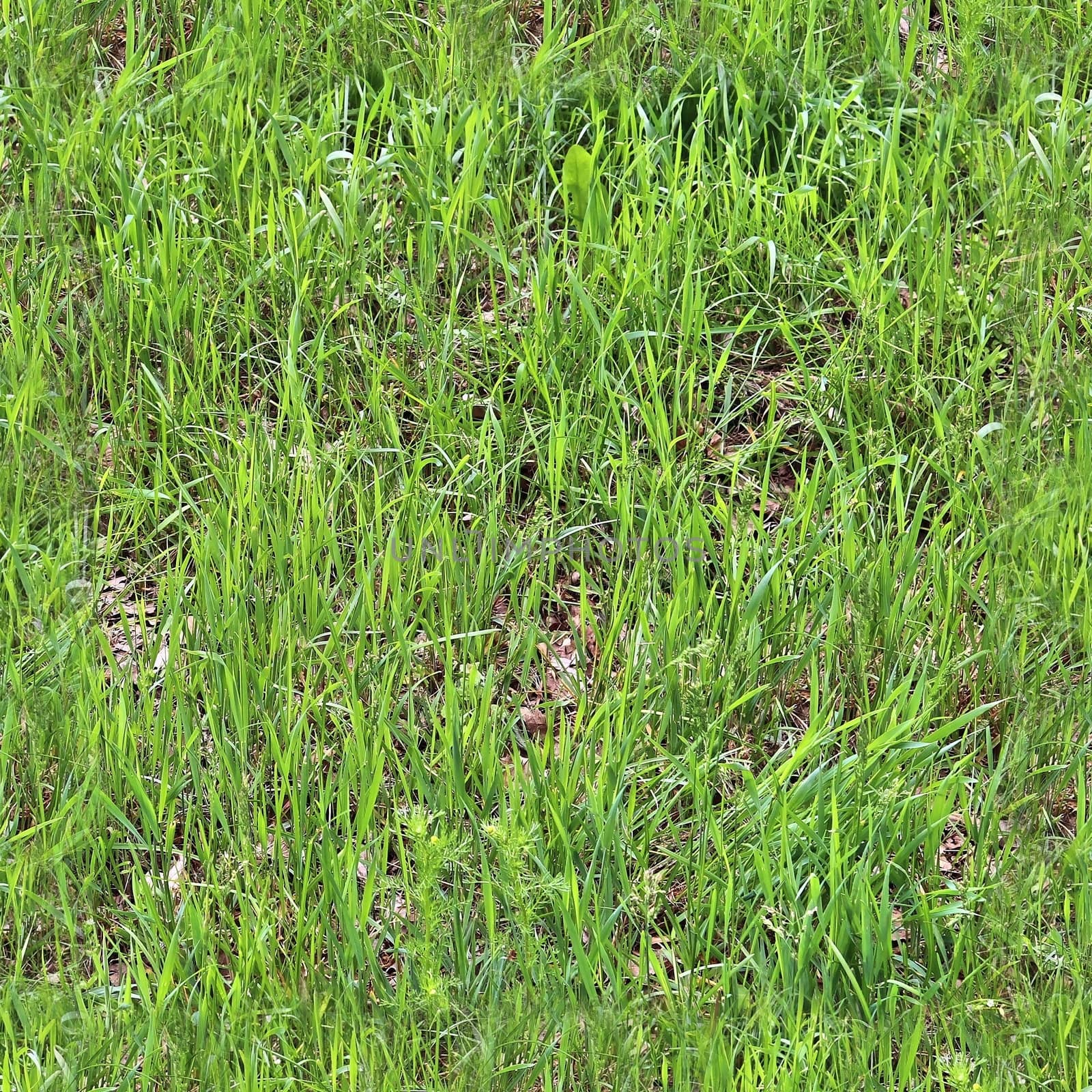 Photo realistic seamless grass texture in hires with more than 6 by MP_foto71