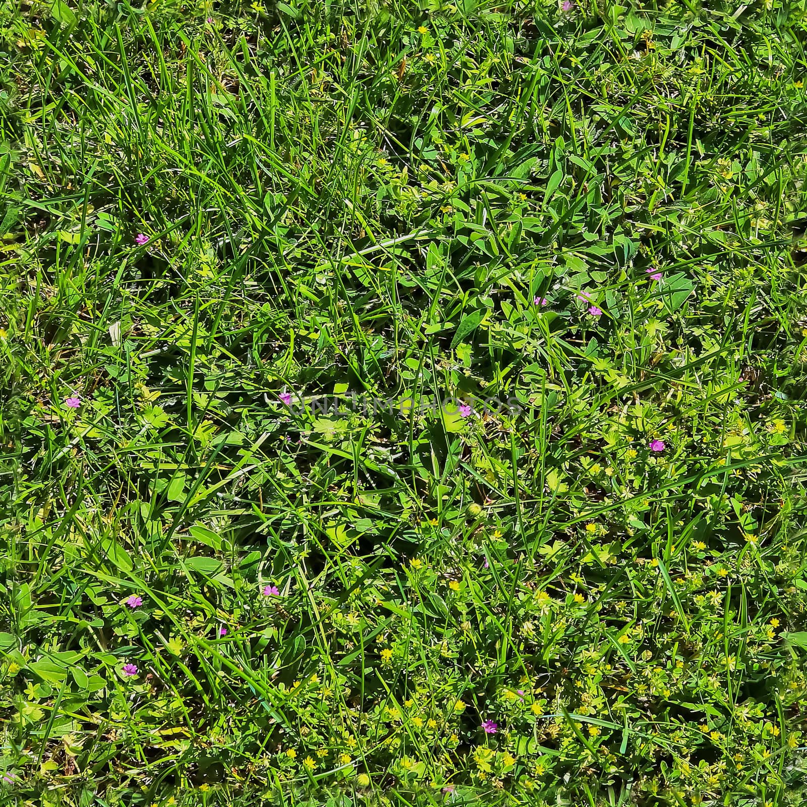Photo realistic seamless grass texture in hires with more than 6 by MP_foto71