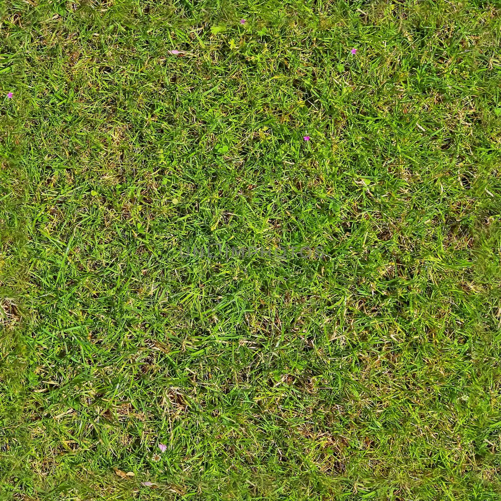 Photo realistic seamless grass texture in hires with more than 6 by MP_foto71