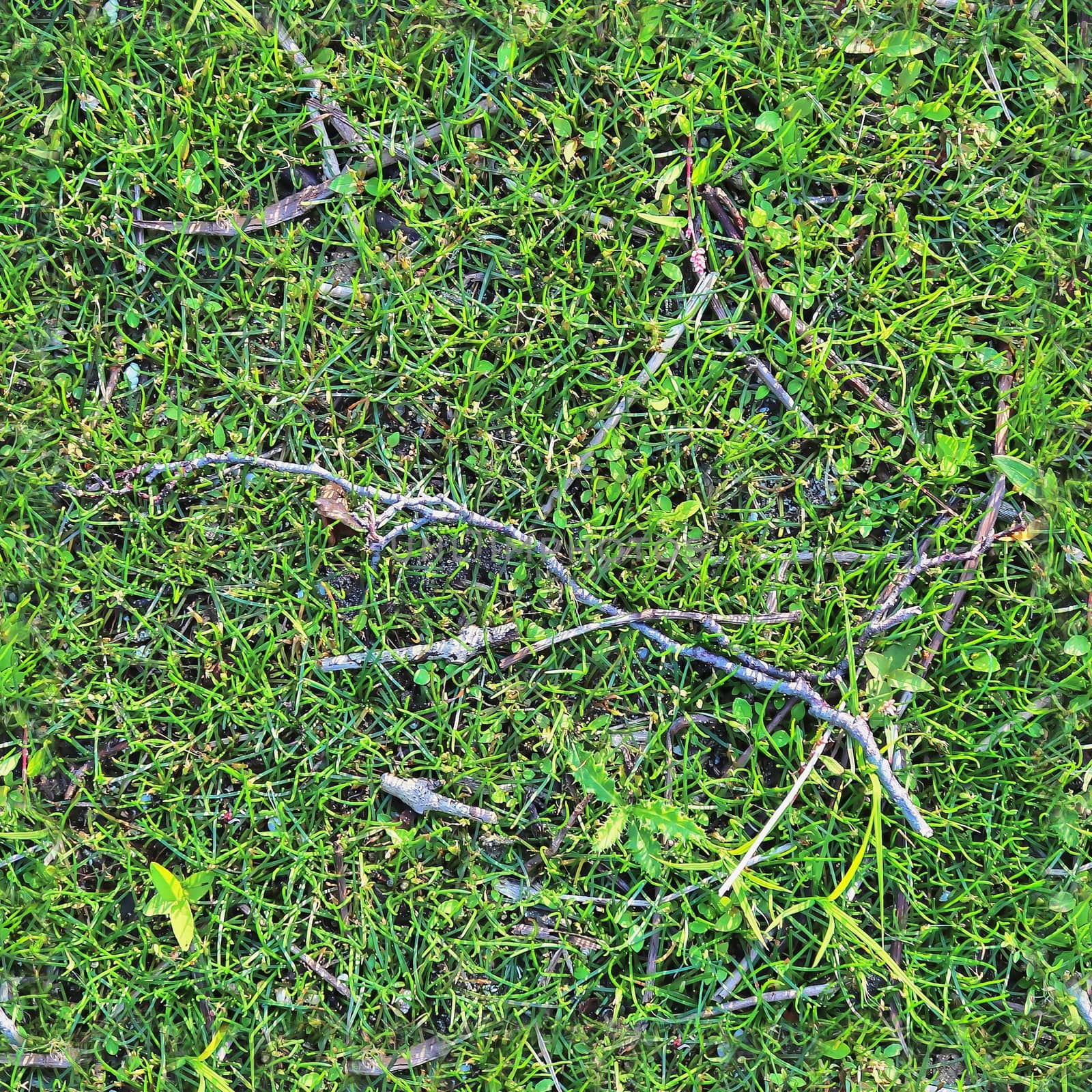 Photo realistic seamless grass texture in hires with more than 6 by MP_foto71