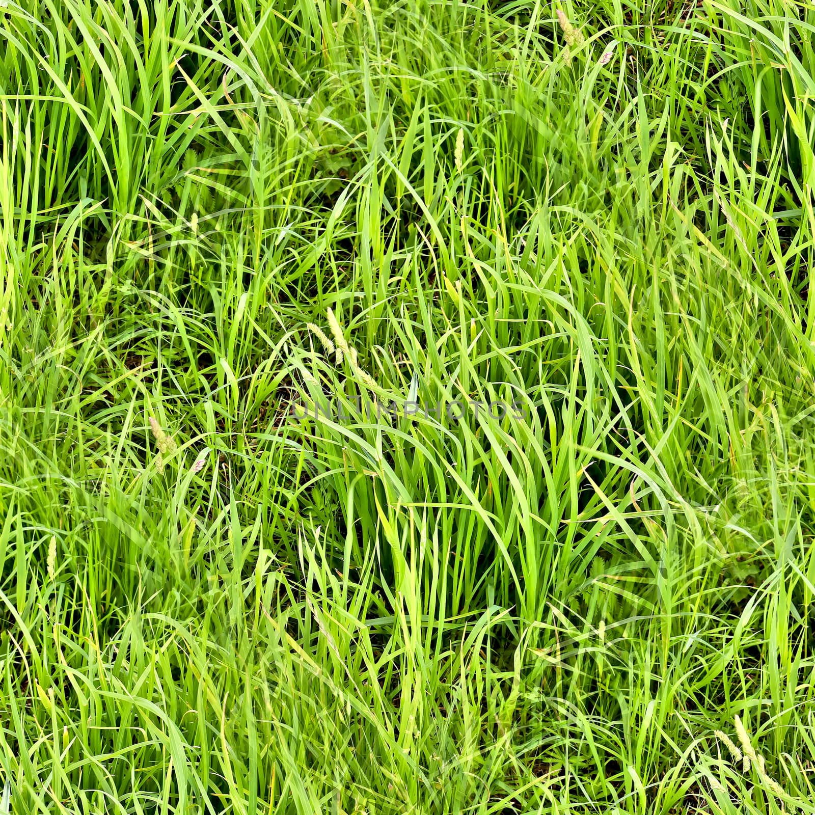 Photo realistic seamless grass texture in high resolution with more than 6 megapixel