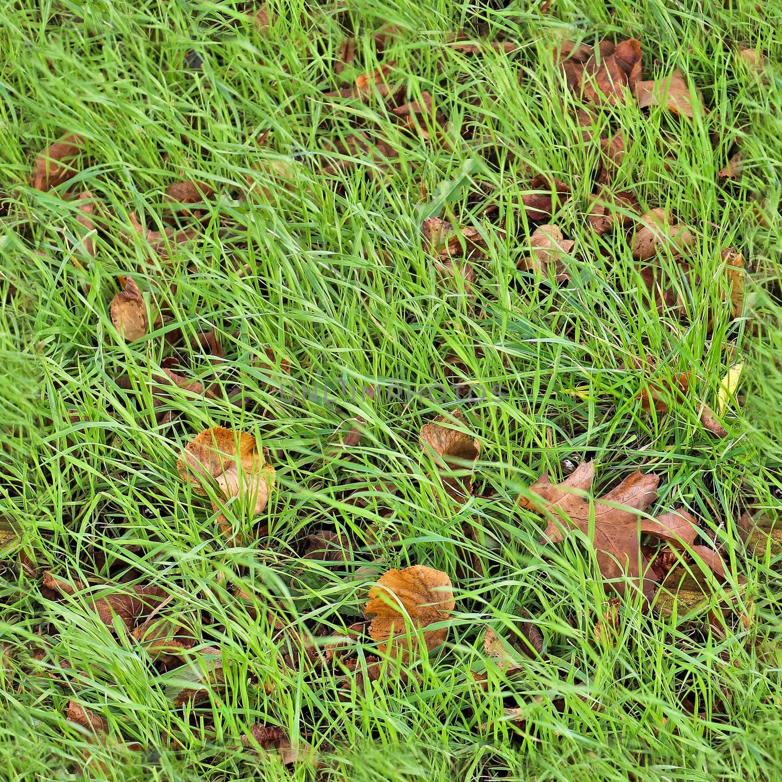 Photo realistic seamless grass texture in high resolution with more than 6 megapixel