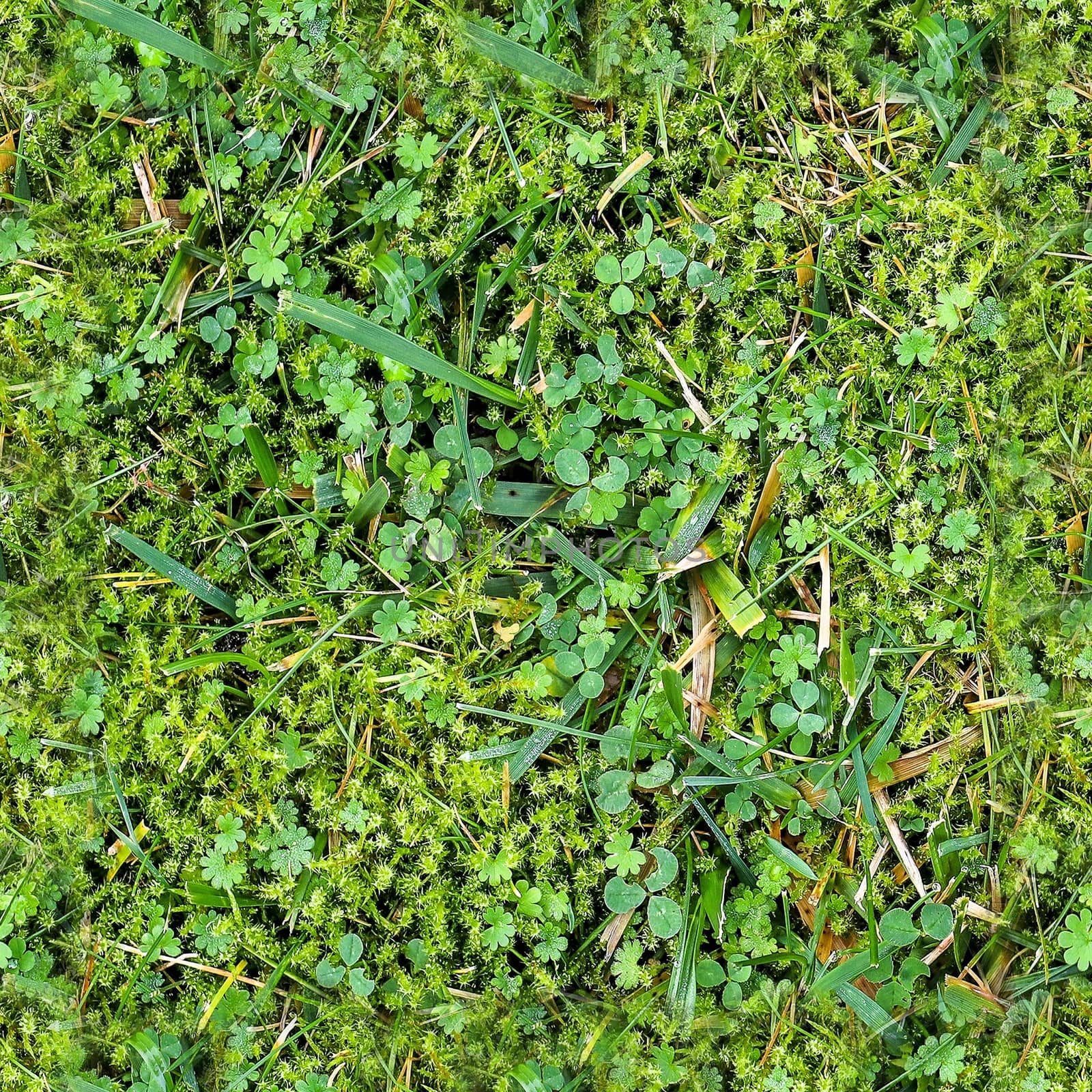 Photo realistic seamless grass texture in hires with more than 6 by MP_foto71