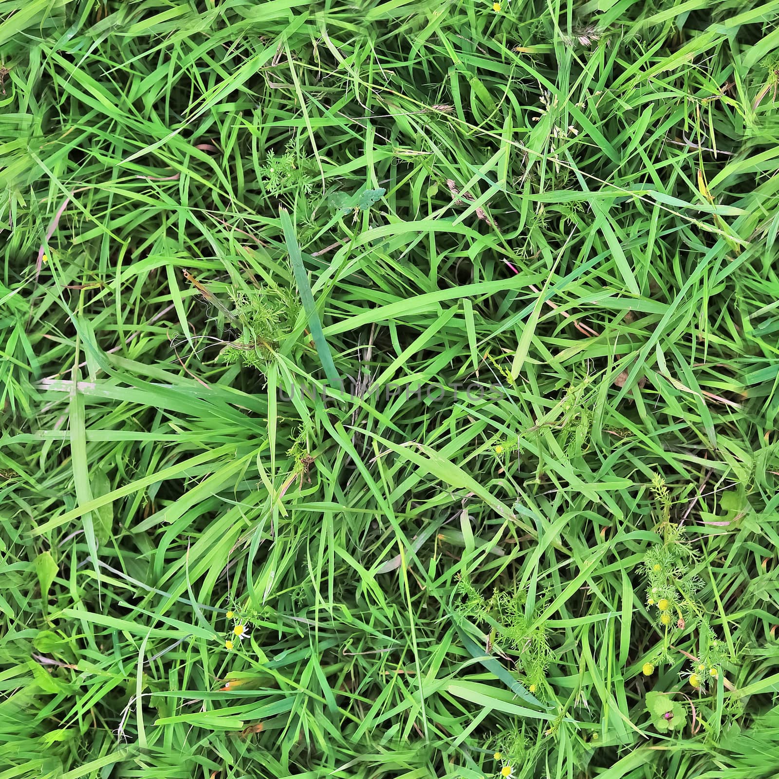 Photo realistic seamless grass texture in hires with more than 6 by MP_foto71