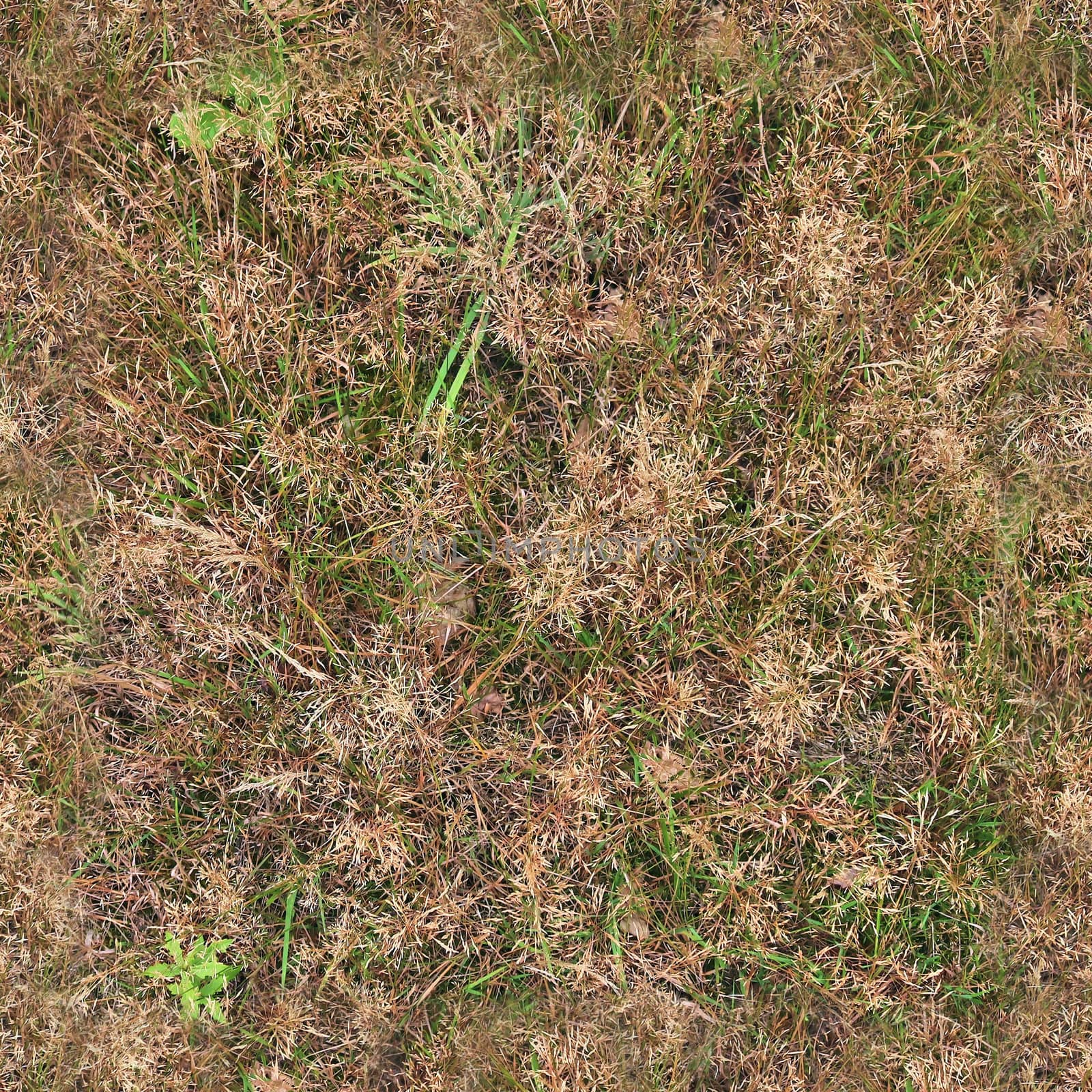 Photo realistic seamless grass texture in hires with more than 6 by MP_foto71