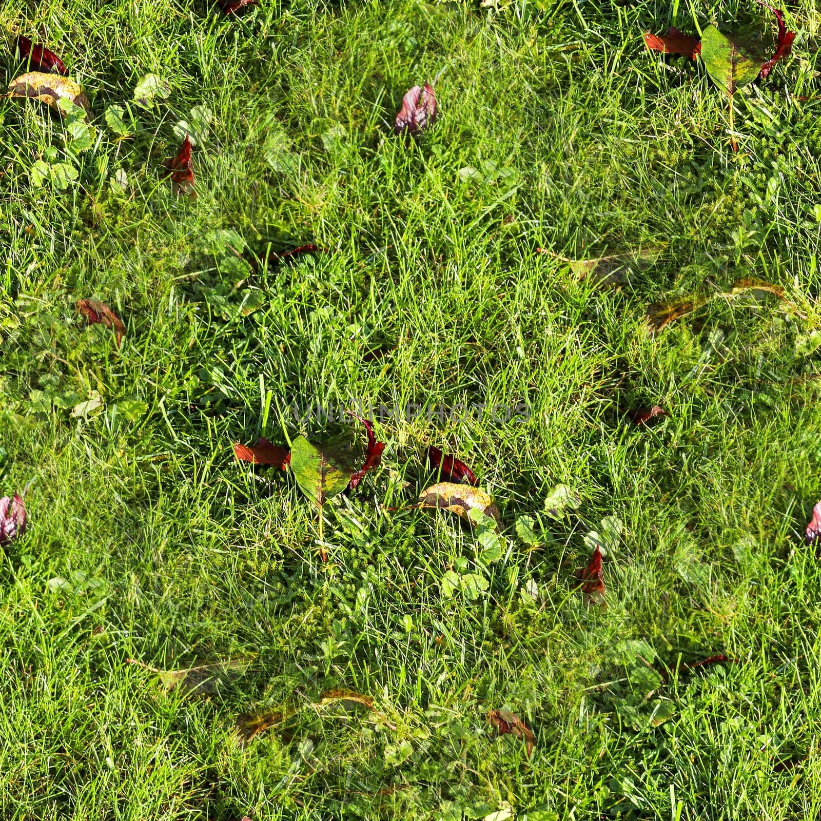 Photo realistic seamless grass texture in hires with more than 6 by MP_foto71