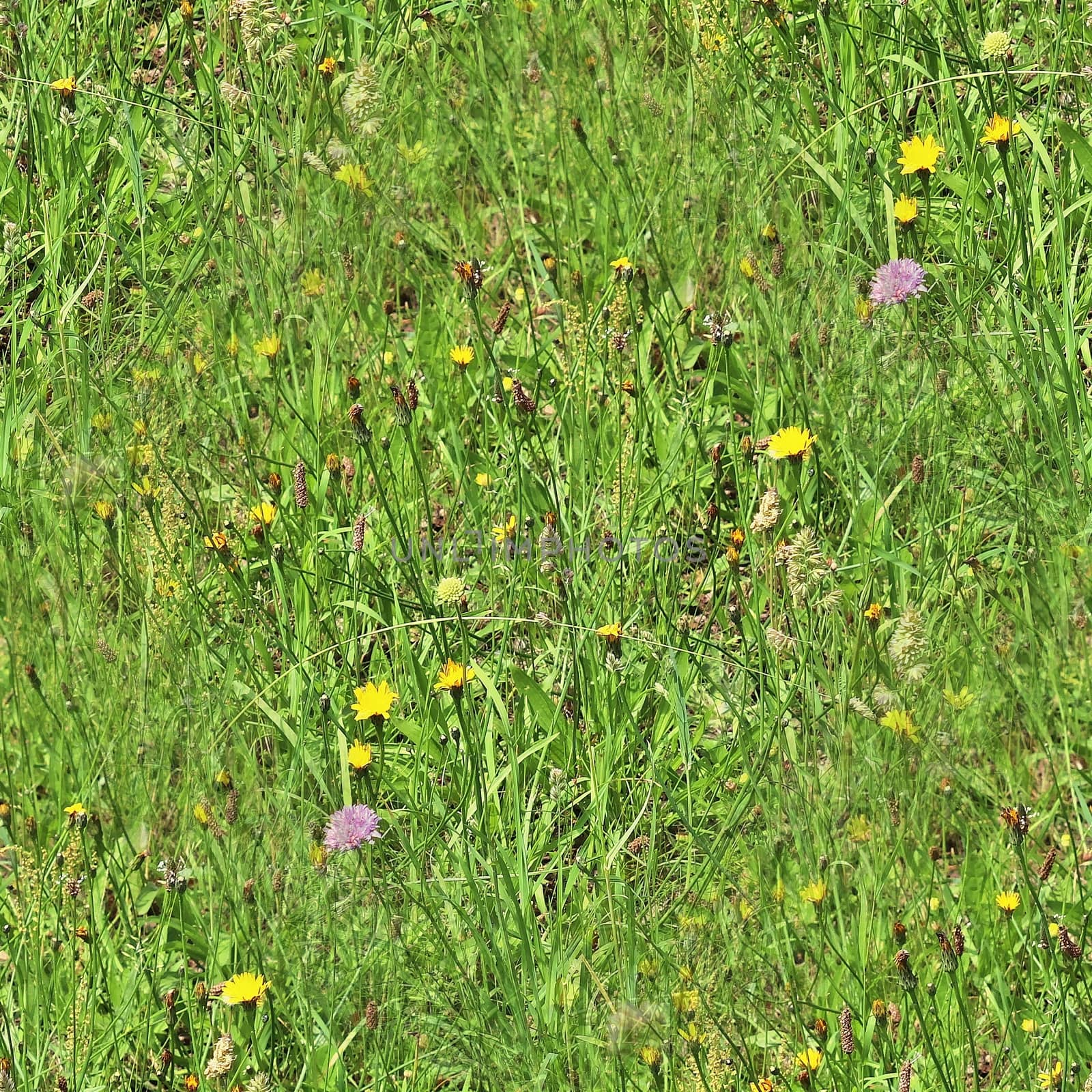 Photo realistic seamless grass texture in hires with more than 6 by MP_foto71