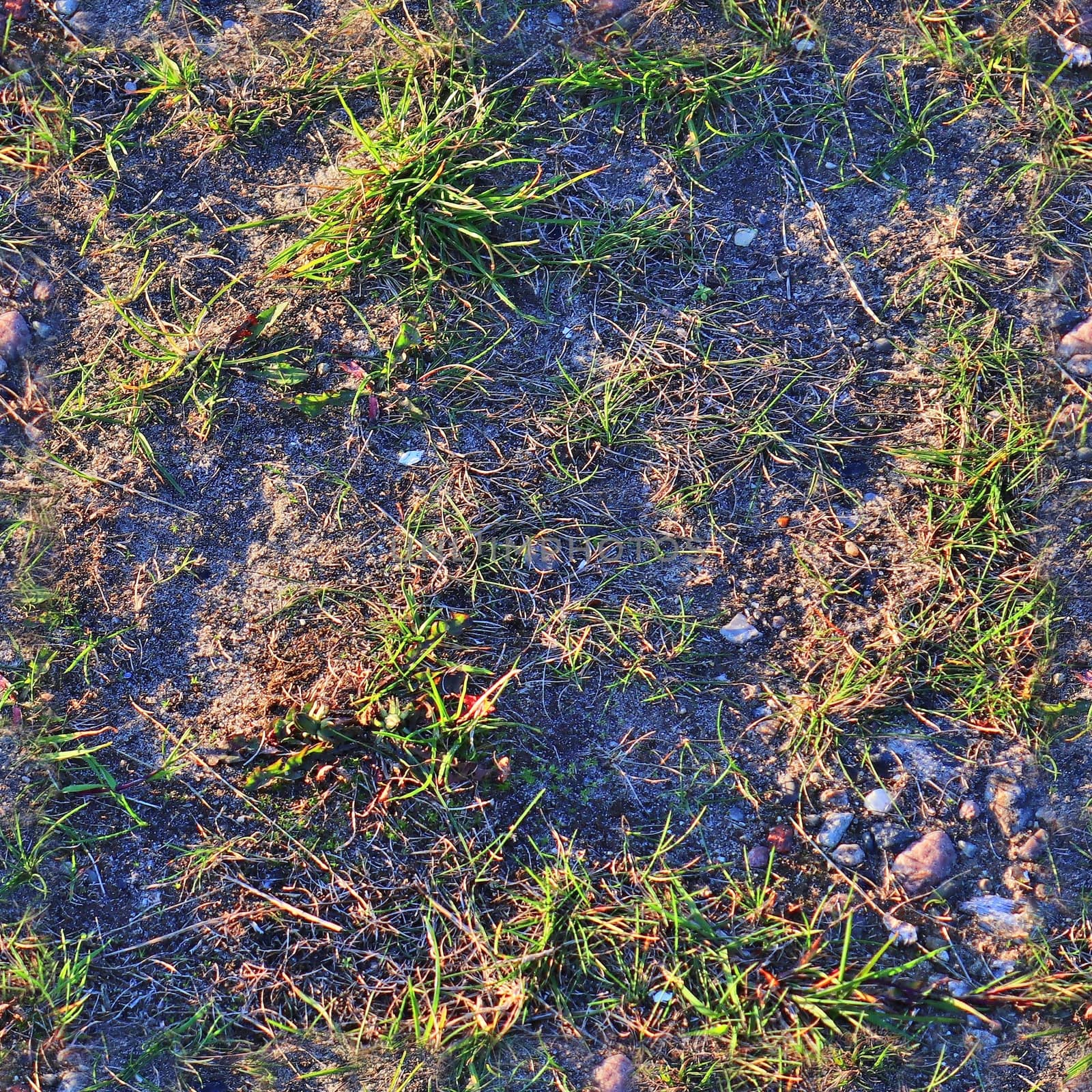 Photo realistic seamless grass texture in high resolution with more than 6 megapixel