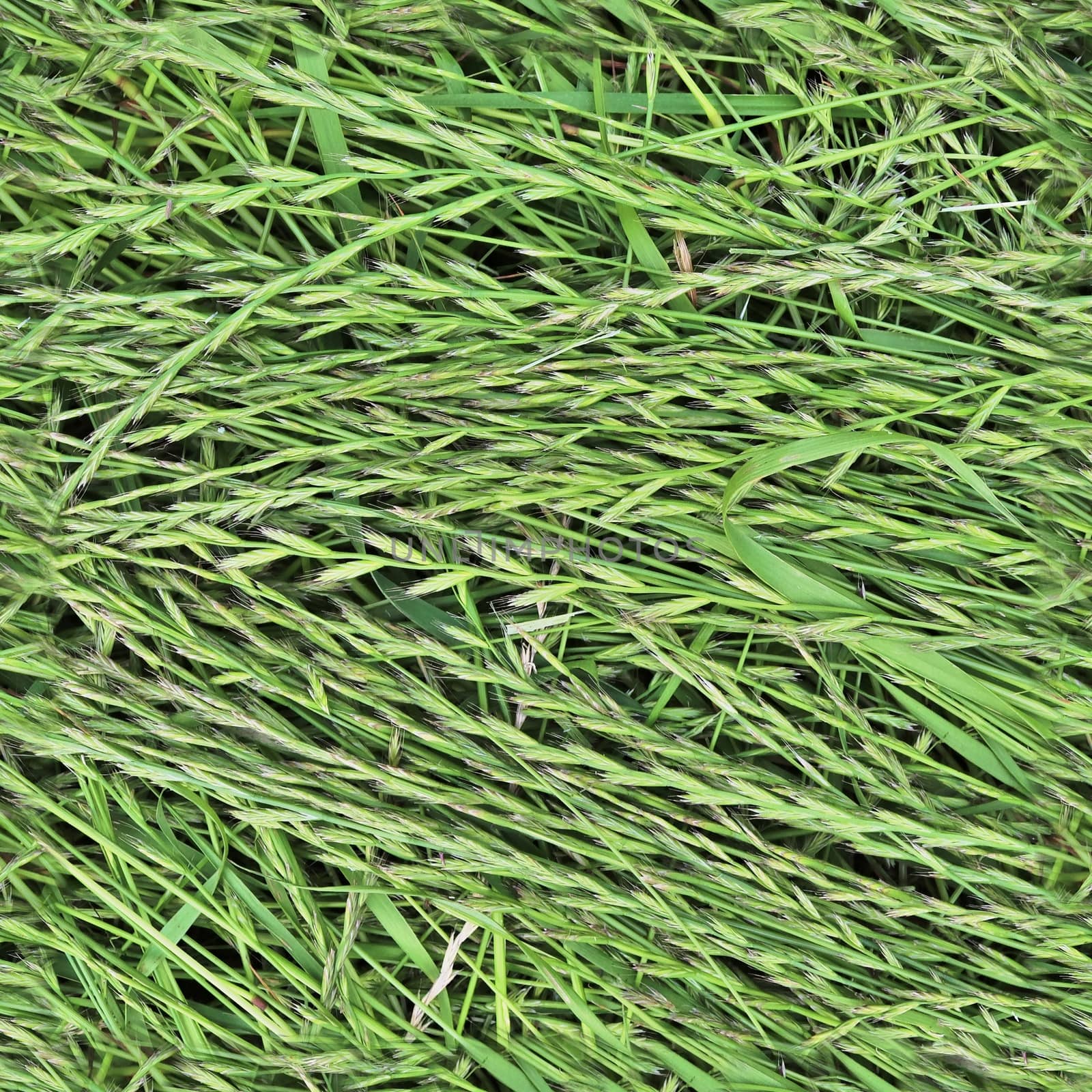 Photo realistic seamless grass texture in high resolution with more than 6 megapixel