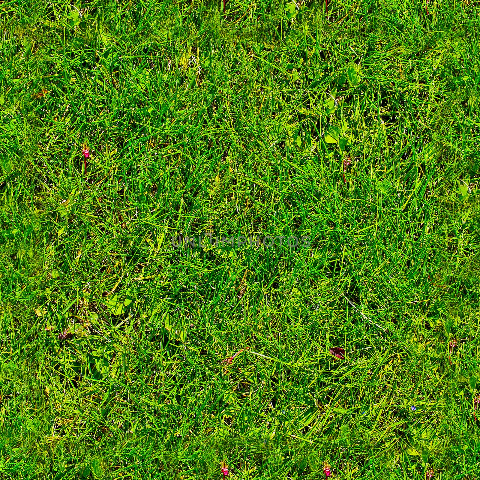 Photo realistic seamless grass texture in hires with more than 6 by MP_foto71