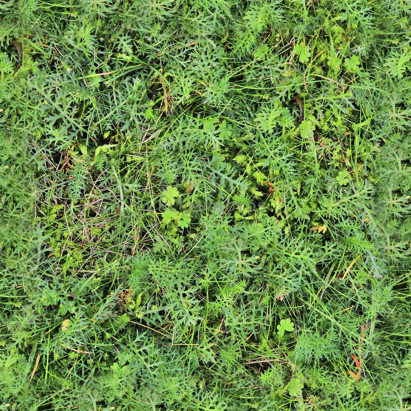 Photo realistic seamless grass texture in high resolution with more than 6 megapixel