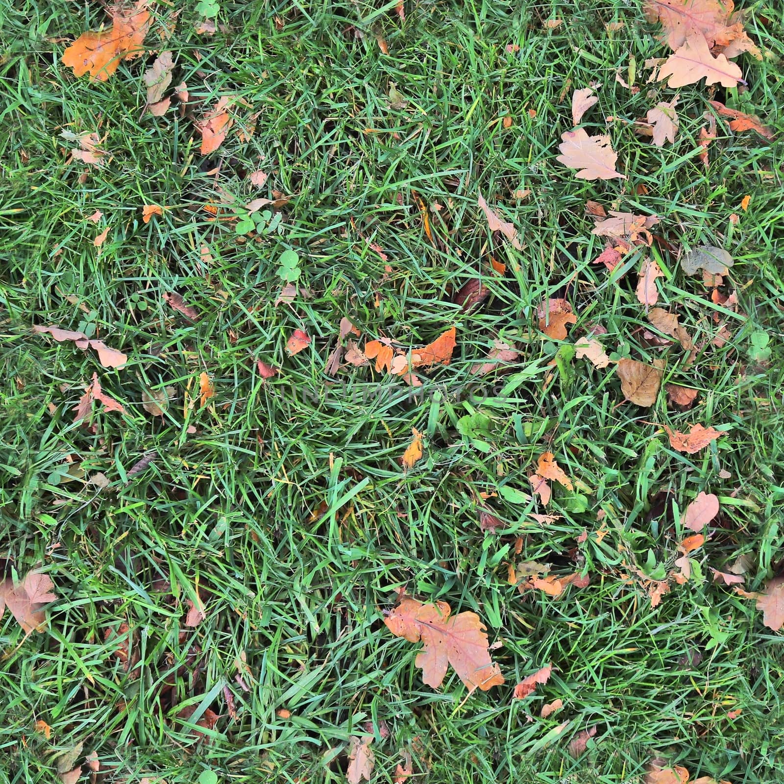 Photo realistic seamless grass texture in high resolution with more than 6 megapixel