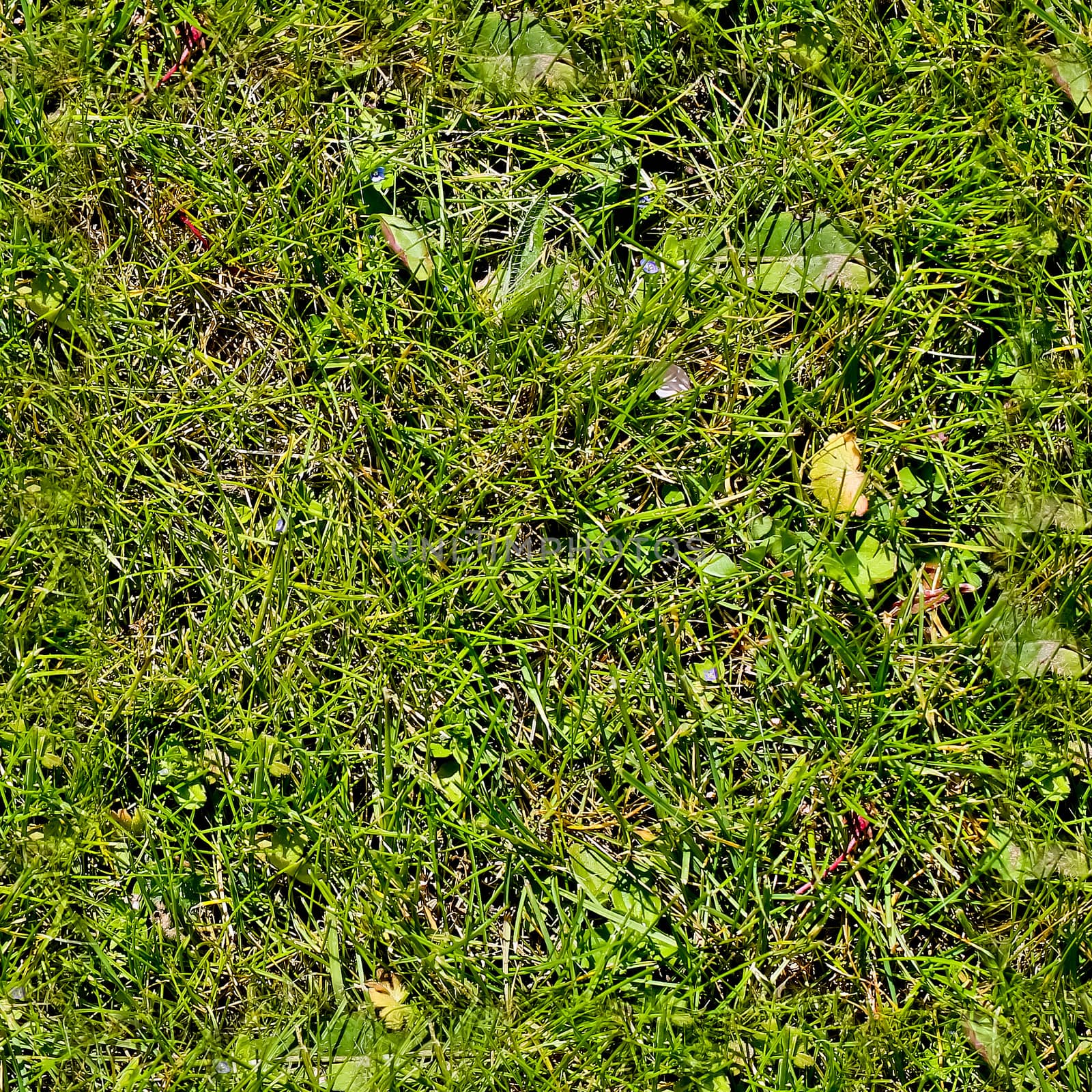 Photo realistic seamless grass texture in high resolution with more than 6 megapixel