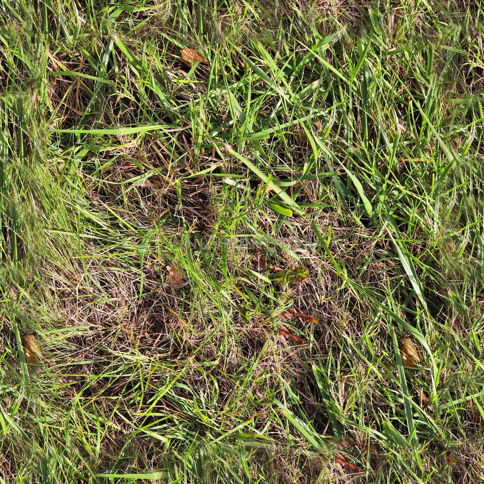 Photo realistic seamless grass texture in hires with more than 6 by MP_foto71