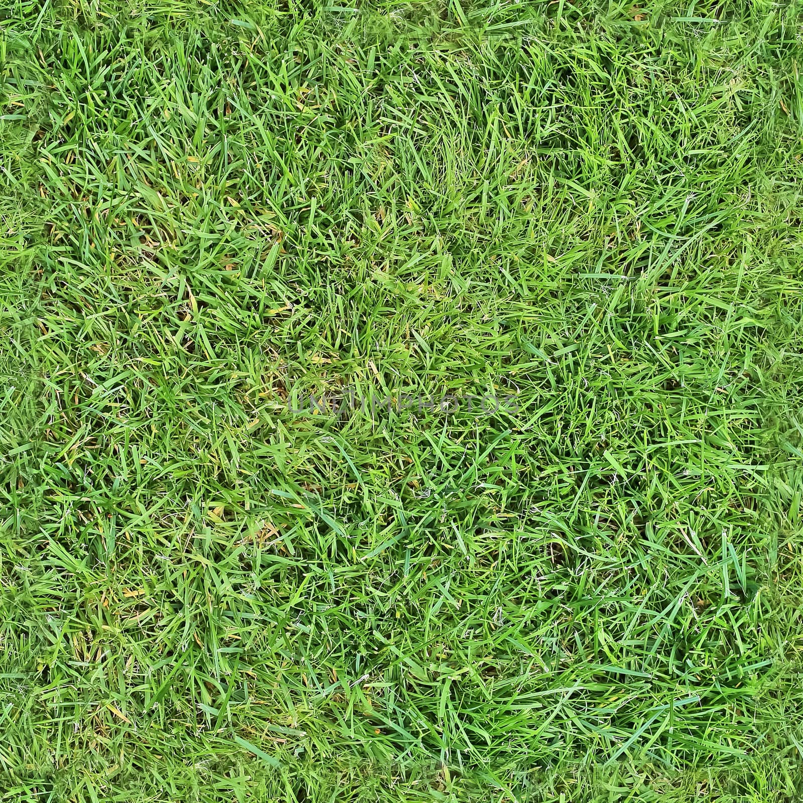 Photo realistic seamless grass texture in hires with more than 6 by MP_foto71