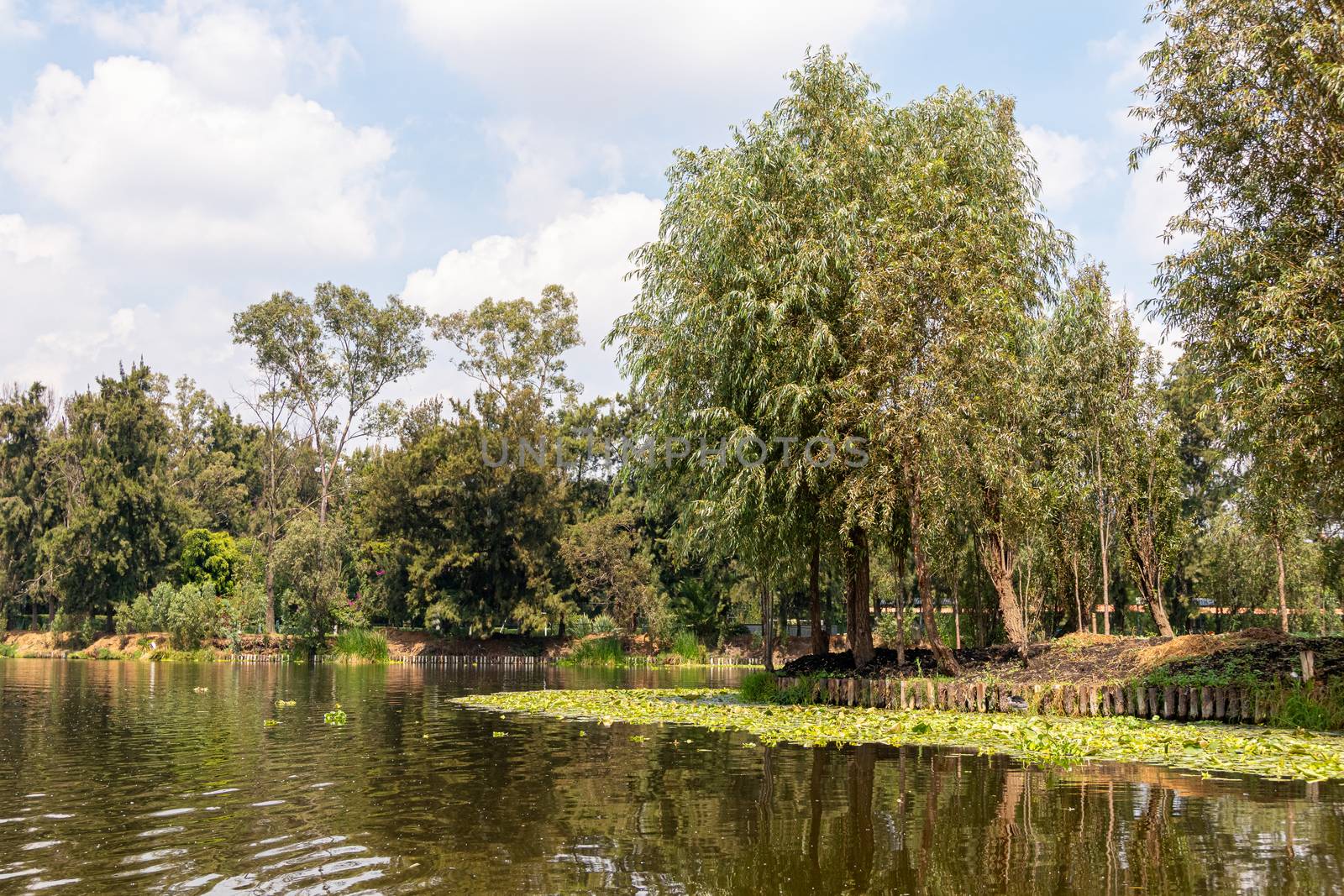 Landscape of the Cuemanco canal in Xochimilco, Mexico City. Calm river. The river flows in spring through the forest. by leo_de_la_garza