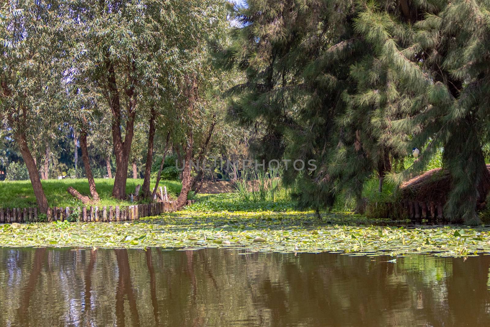 Landscape of the Cuemanco canal in Xochimilco, Mexico City. Calm river. Trajineras. Xochimilco. CDMX. The river flows in spring through the woods