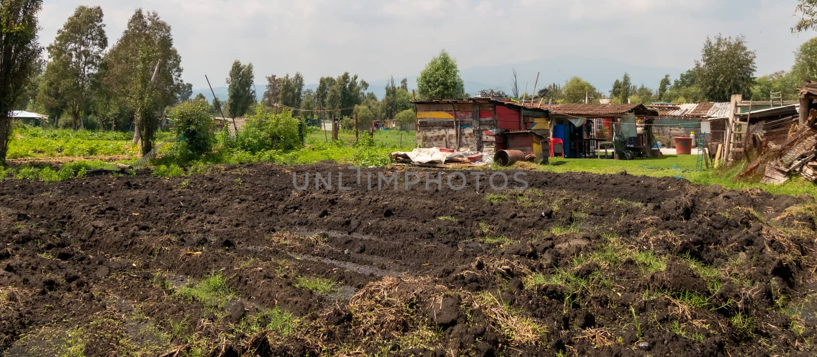 Crop strips, of a farmer in extreme poverty. Self consumption