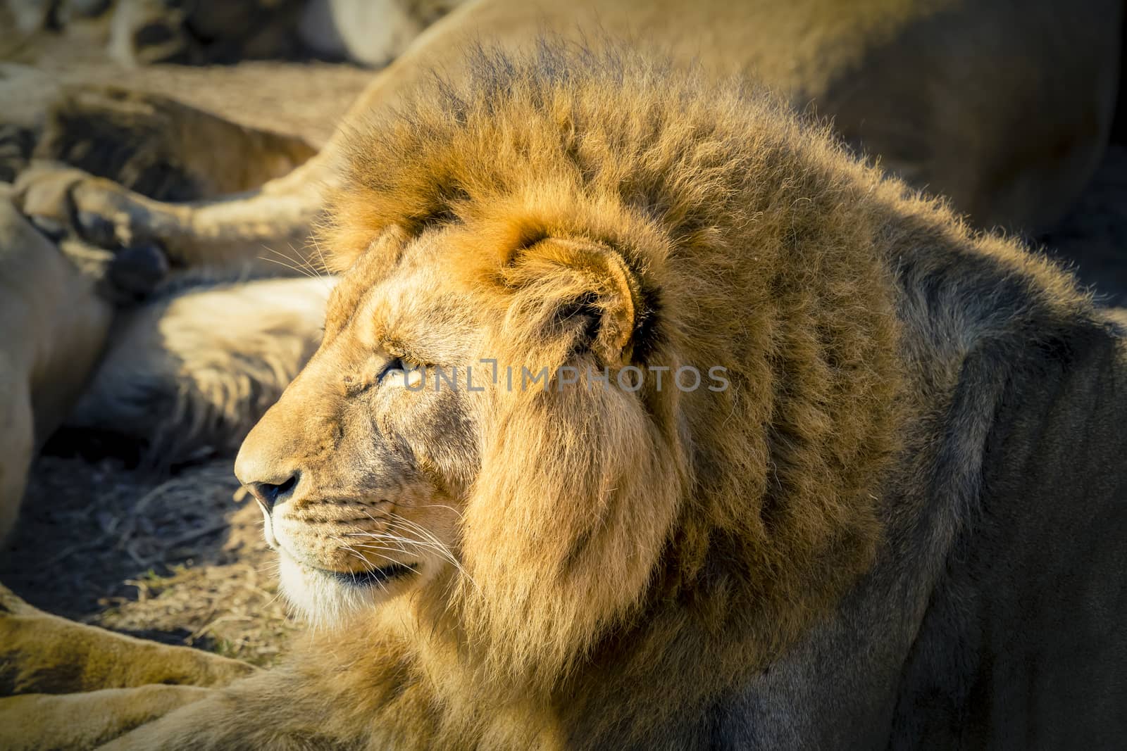 A male Lion looking into the distance while relaxing in the sunshine in the outdoors