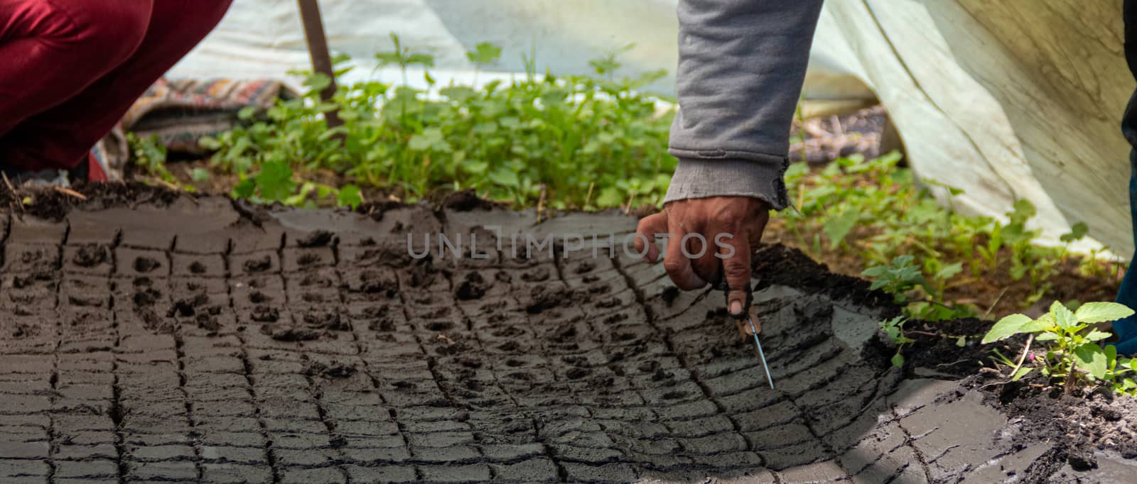 Seeds are grown from the ground and planting a seed in soil agriculture on the green natural background, by leo_de_la_garza