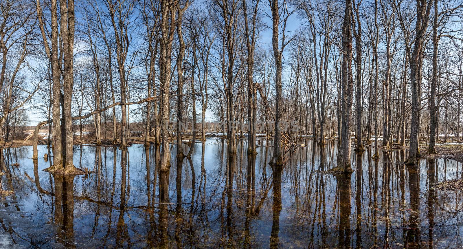 Flooded trees and frozen water in the floodplain of the river at the thaws. Spring.