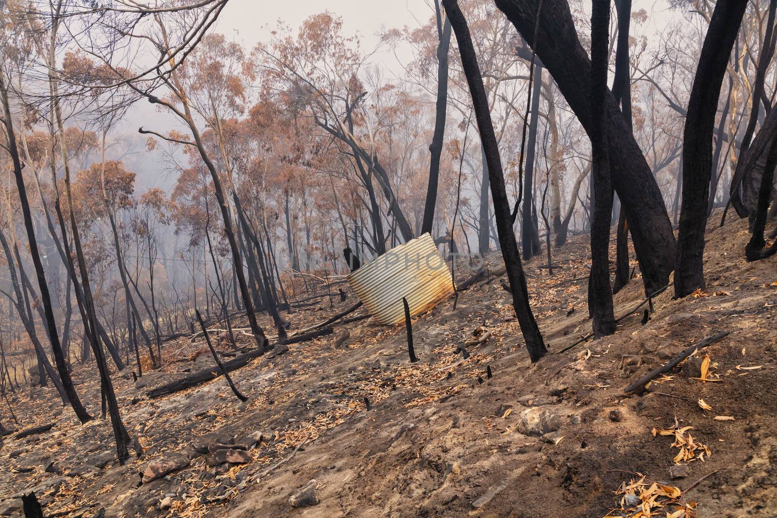 A water tank and gum trees burnt by severe bushfire in The Blue Mountains in Australia by WittkePhotos