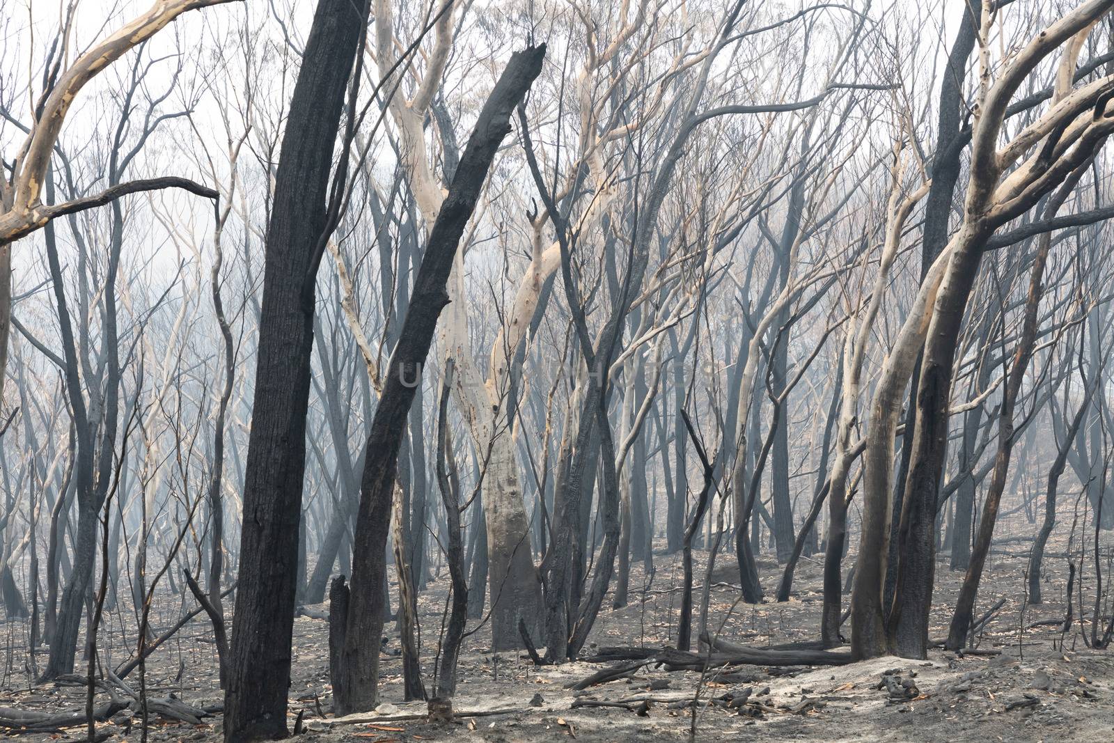 Gum trees burnt by severe bushfire in The Blue Mountains in Australia by WittkePhotos