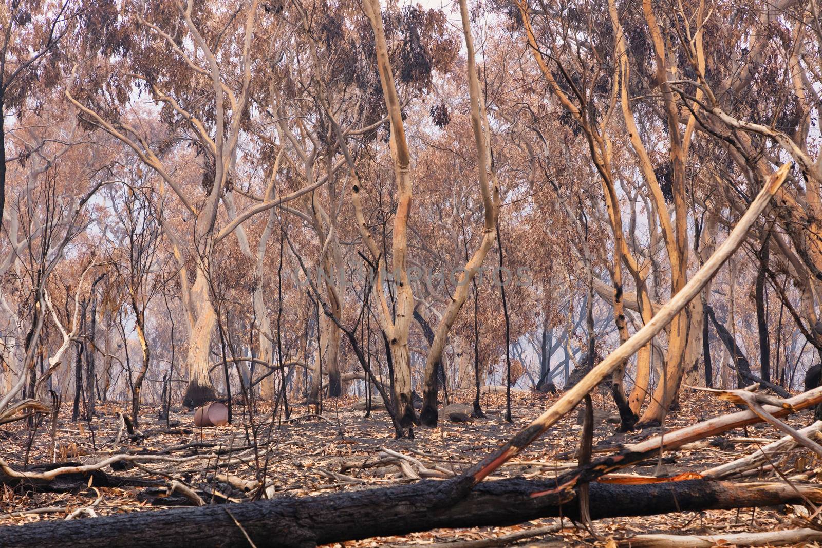 Gum trees burnt by severe bushfire in The Blue Mountains in Australia