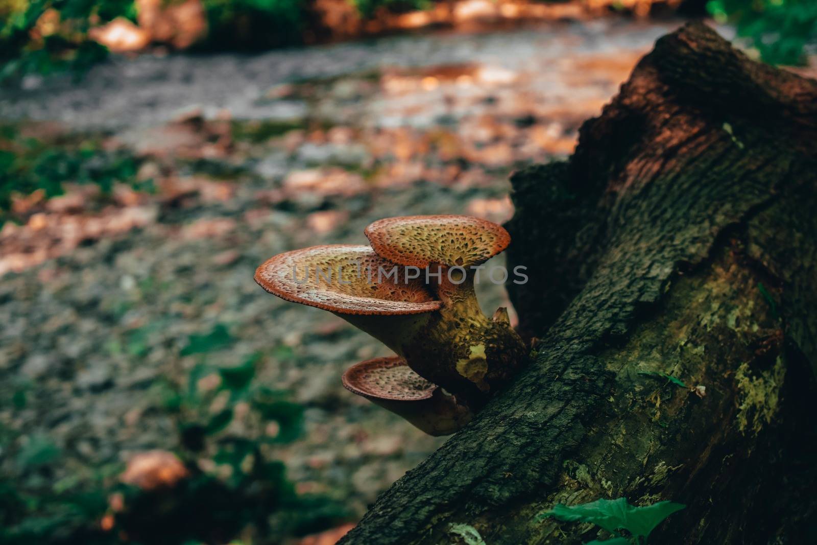 Two Mushrooms on a Tree Stump with a Creek in the Background by bju12290