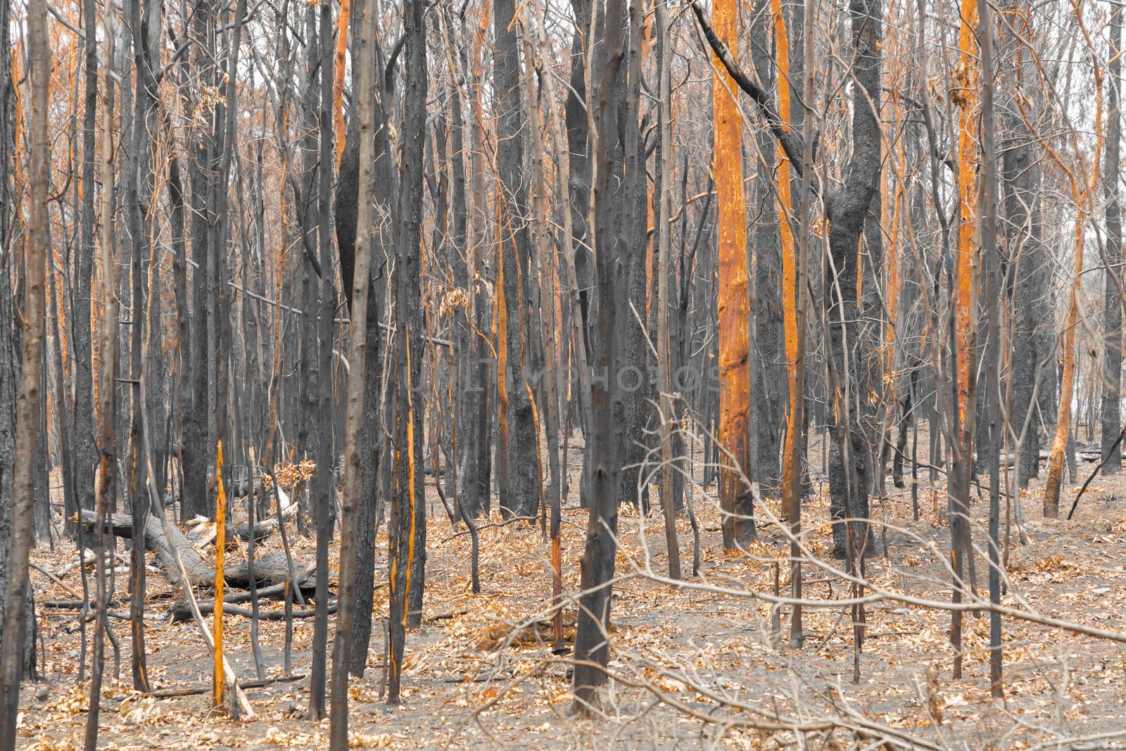 Gum trees burnt by severe bushfire in The Blue Mountains in Australia by WittkePhotos