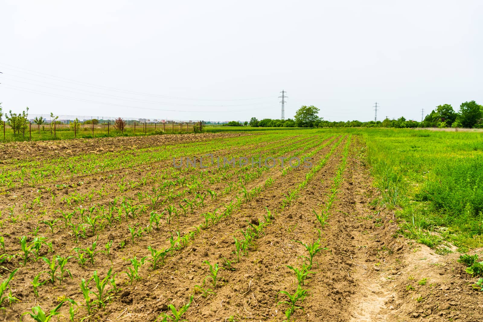 Close up of fresh and  little corn plants on a field, rural corn by vladispas