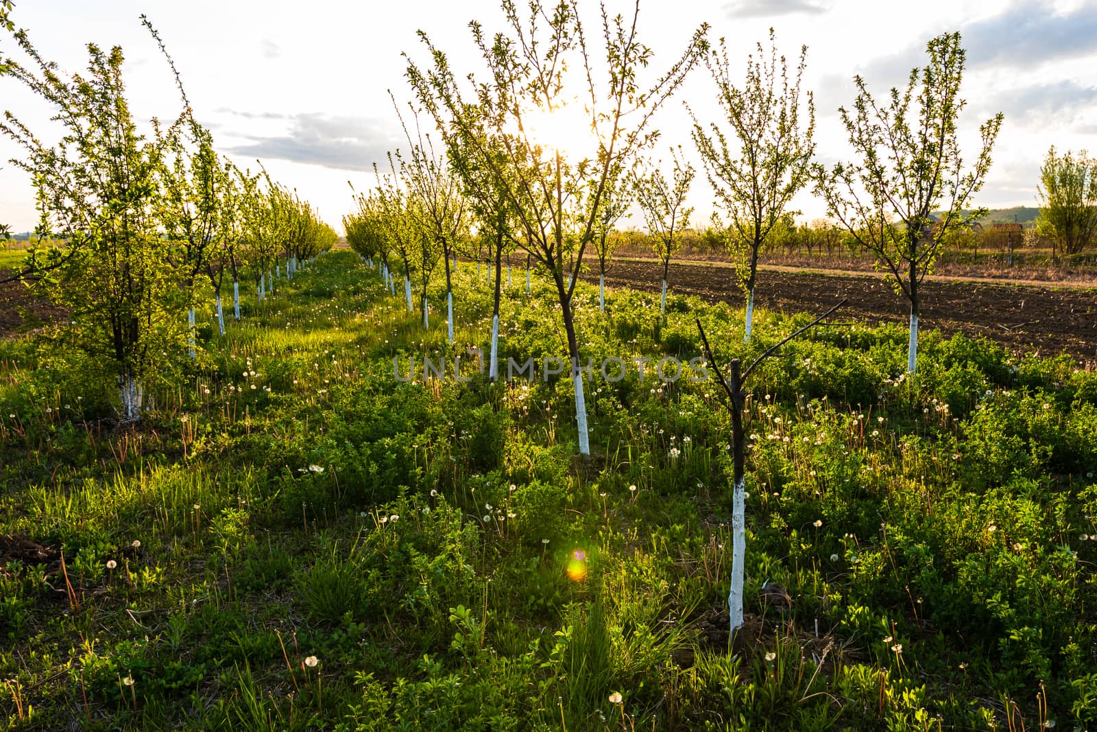 Beautiful sun lights over the orchard of lined trees with painted trunks in white.