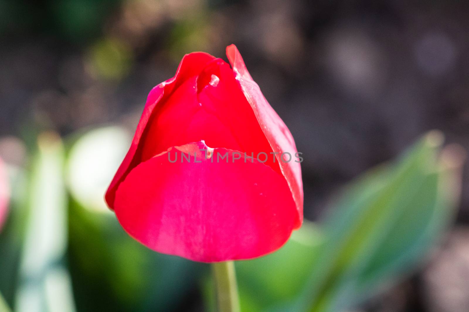 Close up of red tulip flower isolated on blurred background. Mac by vladispas