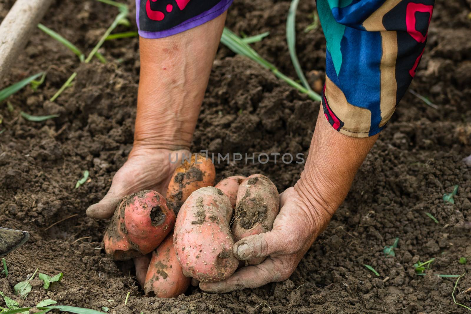  Dirty hard worked and wrinkled hands holding fresh organic pota by vladispas