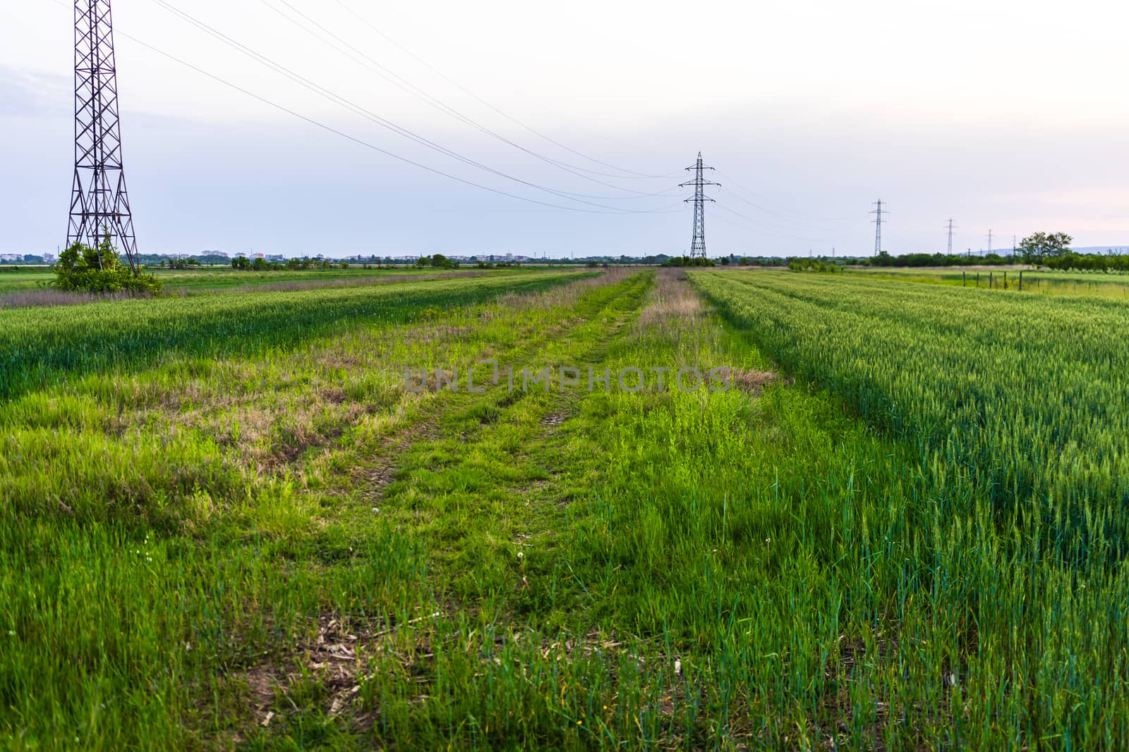 View of agricultural field of green wheat. by vladispas