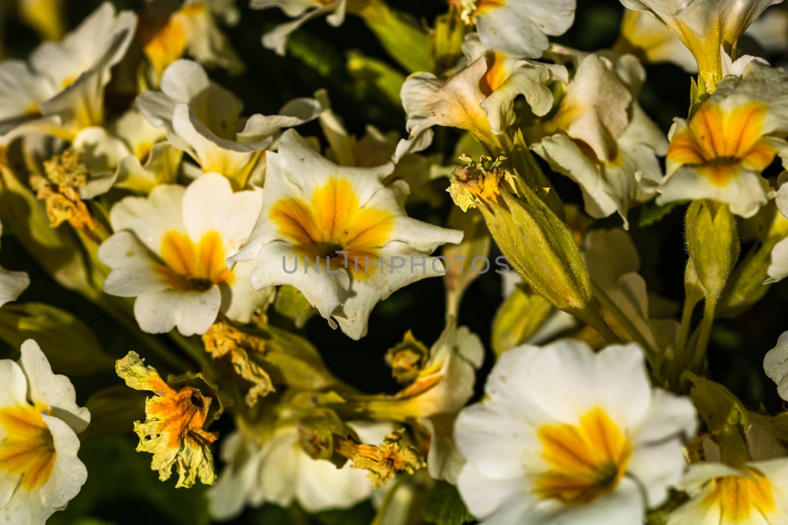 Close up of primrose, primula flowers in a garden isolated.