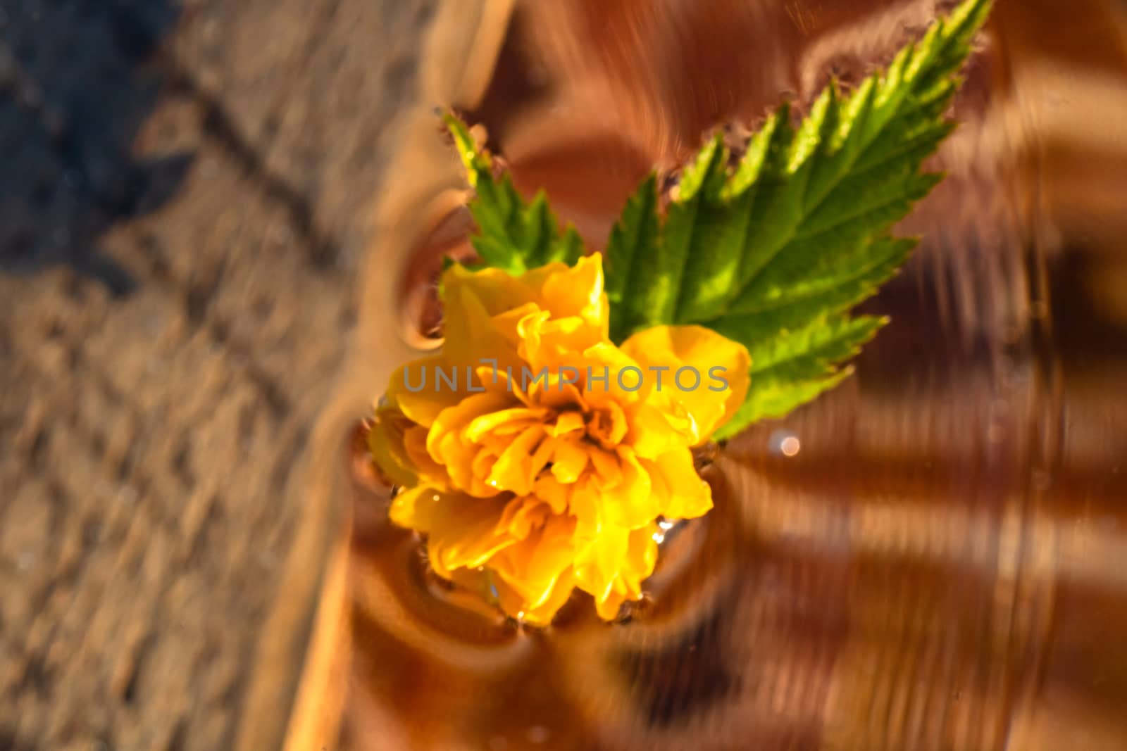 Macro shot of Kerria japonica Pleniflora flower isolated on water. Yellow Japanese rose close up .