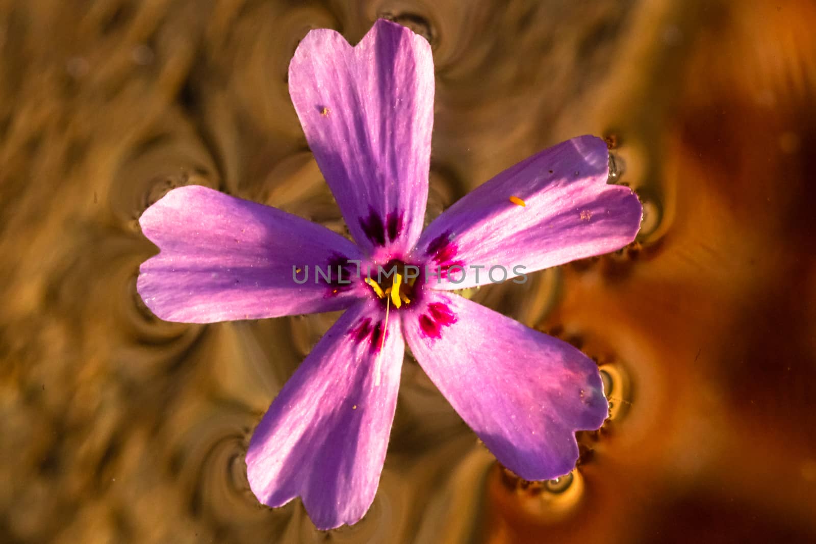 Macro shot of a light purple wild flower isolated on water by vladispas