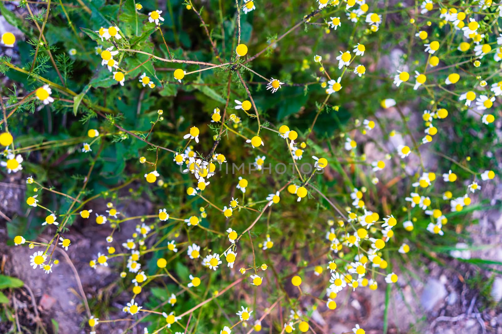  Close up of wild yellow and small flowers outdoor in sunlight, by vladispas