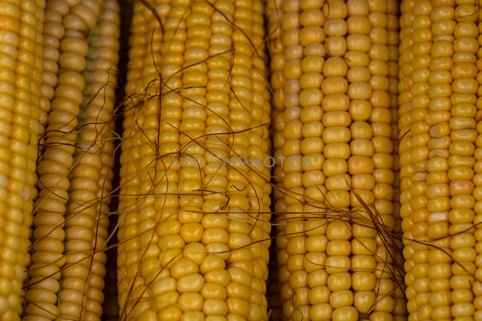 Freshly harvested corn, detail of ripe sweet corn on the cob. by vladispas