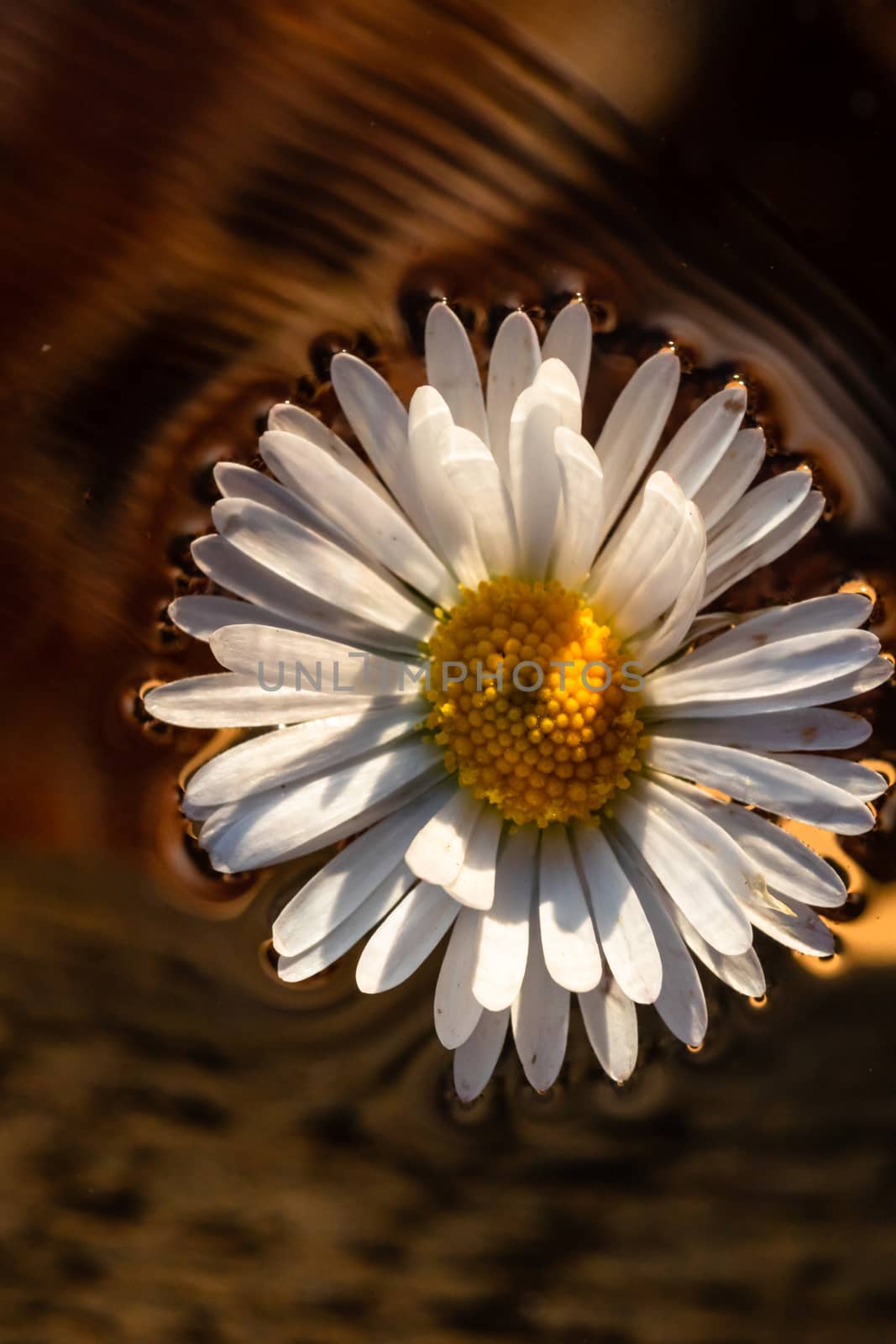 Macro shot of a white daisy, bellis perennis isolated on water. by vladispas