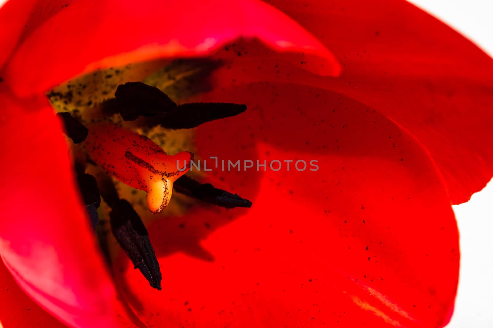 Macro shot of a red tulip isolated, tulip pistil close up. Details of a red tulip flower.