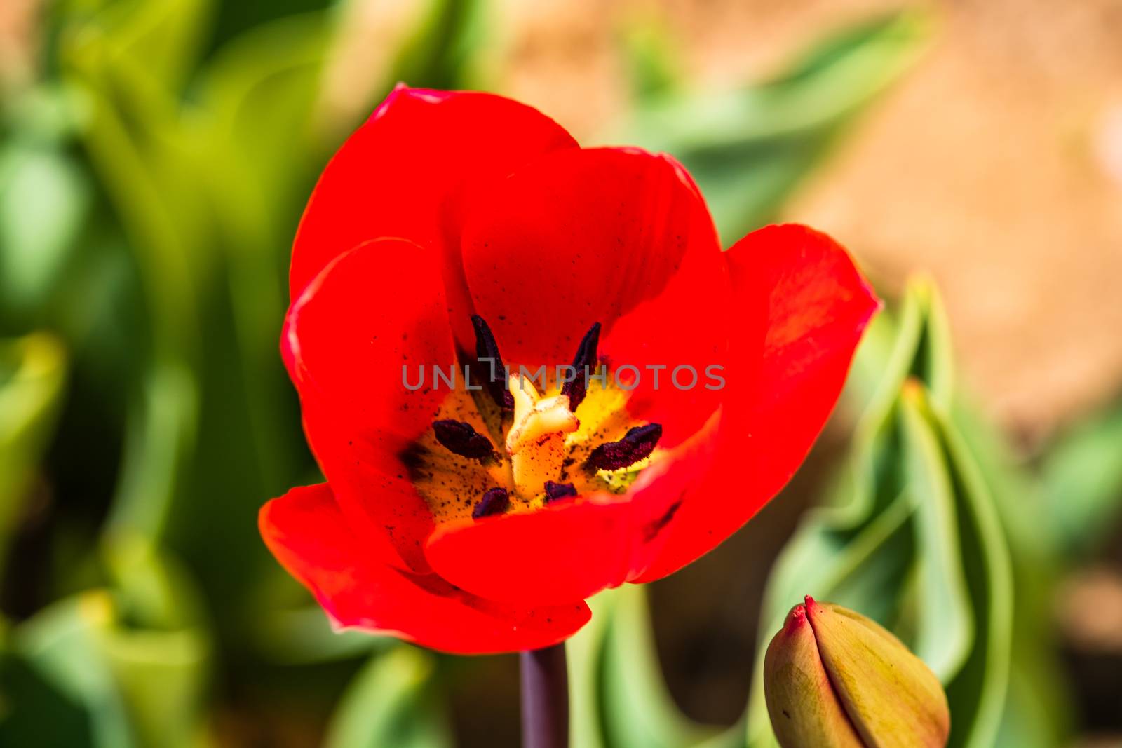 Close up of red tulip flower isolated on blurred background. Mac by vladispas